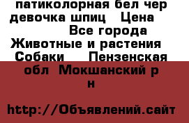 патиколорная бел/чер девочка шпиц › Цена ­ 15 000 - Все города Животные и растения » Собаки   . Пензенская обл.,Мокшанский р-н